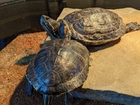 Critchlow Alligator Sanctuary with Live Animals