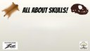 All About Skulls!